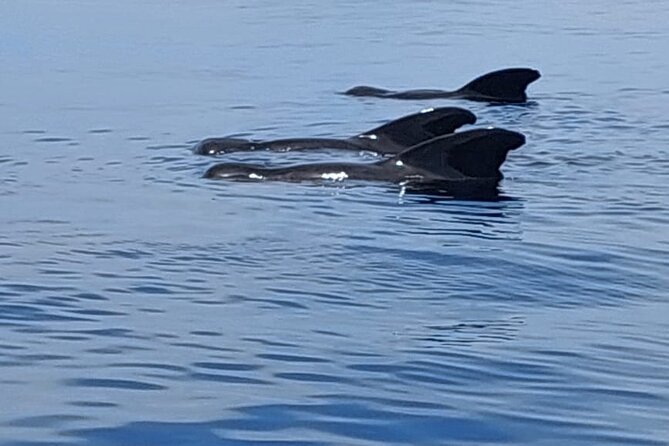 Whale watching and snorkelling in Moorea - Entering the open sea with the guide