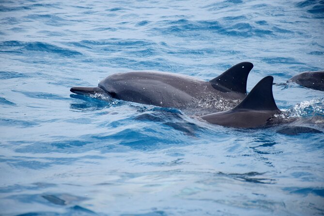 Whale watching and snorkelling in Moorea - What the underwater encounter can be like
