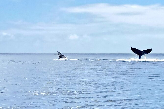 Whale watching and snorkelling in Moorea - Dolphins, turtles, sharks, and other surprises