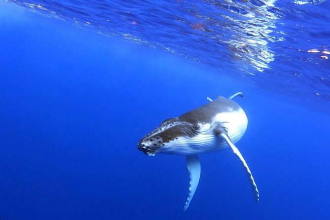 Whale watching and snorkelling in Moorea - The guides and the tone of the trip