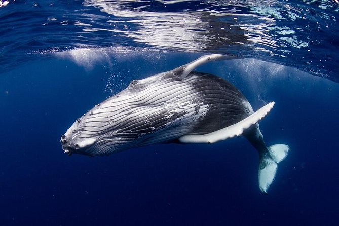 Whale Watching Bora Bora - Key points to know before booking