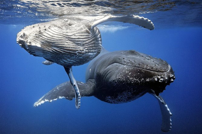 Whale Watching Bora Bora - Setting out from Bora Ocean Adventures