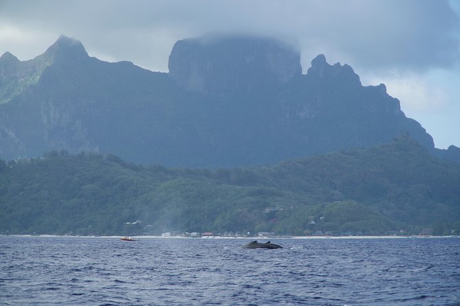Whale Watching Bora Bora - Comfort, equipment, and small touches