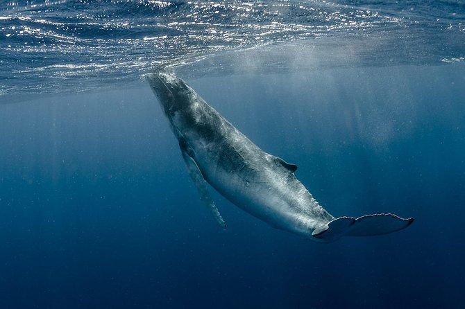 Whale Watching Bora Bora - What the first hour is really like