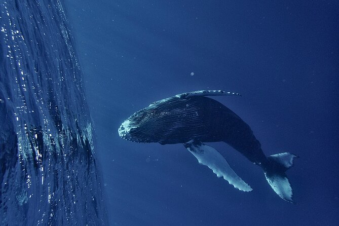 Whale watching DE Humpback West Coast of Tahiti - Why Tahiti’s humpback season matters