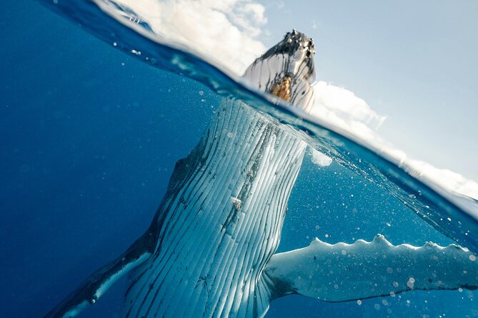 Whale watching DE Humpback West Coast of Tahiti - Searching for whales along Tahiti’s west coast