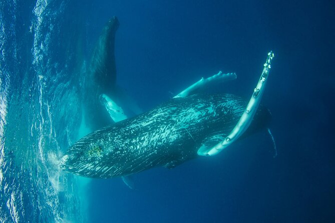Whale watching DE Humpback West Coast of Tahiti - The possible water encounter