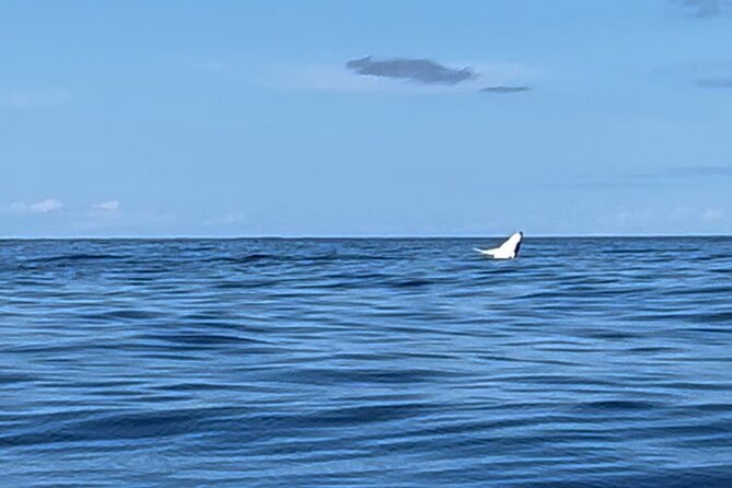 Whale watching DE Humpback West Coast of Tahiti - What the whale encounter can feel like