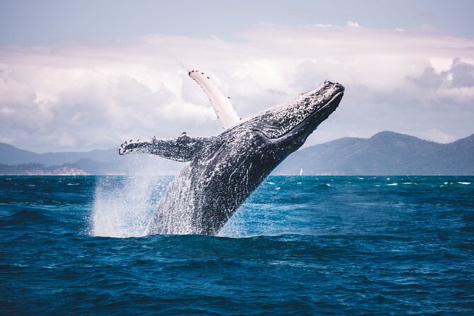 Whale watching DE Humpback West Coast of Tahiti - Price and what the $167.34 covers