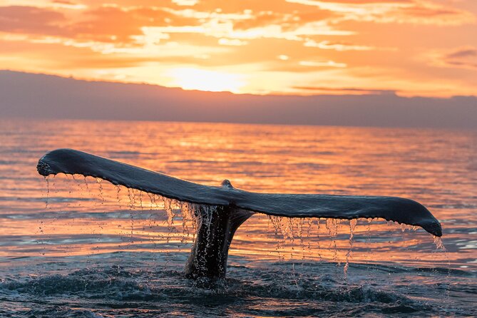 Whale watching DE Tahiti Peninsula - What a whale sighting may look like