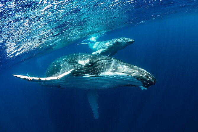 Whale watching DE Tahiti Peninsula - The optional water entry with whales