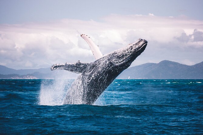 Whale watching DE Tahiti Peninsula - Price, value, and what you receive