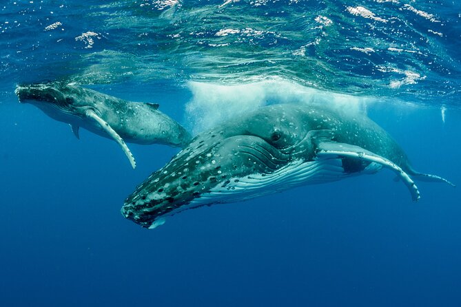 Whale watching DE Tahiti Peninsula - The first hours at sea: watching, listening, and waiting