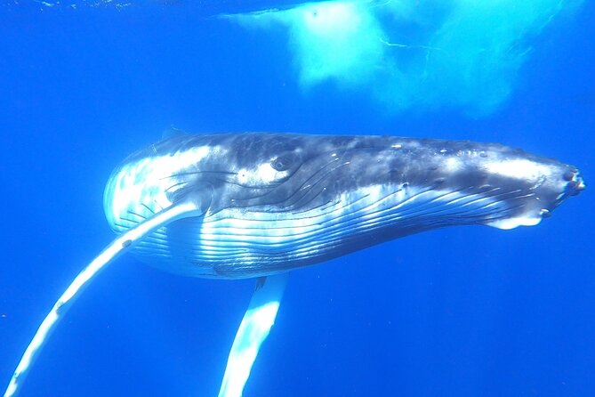 Whale watching in Moorea - What this Moorea whale tour is really offering