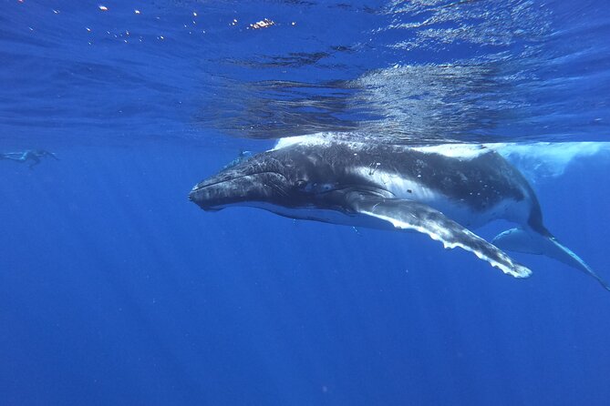 Whale watching in Moorea - Searching for humpback whales in open water