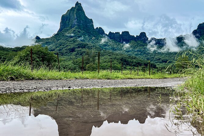 Whale watching in Moorea - Why a mother and calf changes the morning