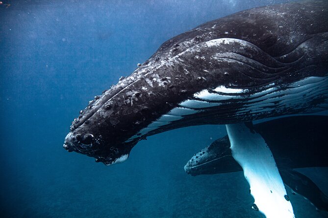 Whale watching in Moorea - The guides, safety, and group size