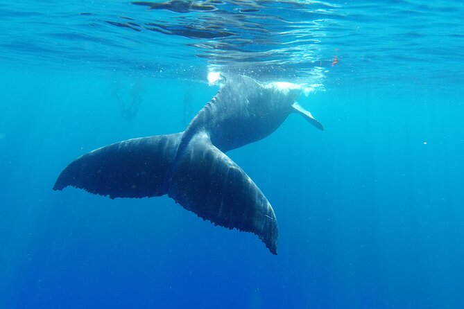 Whale watching in Moorea - Is $194.34 a fair price?