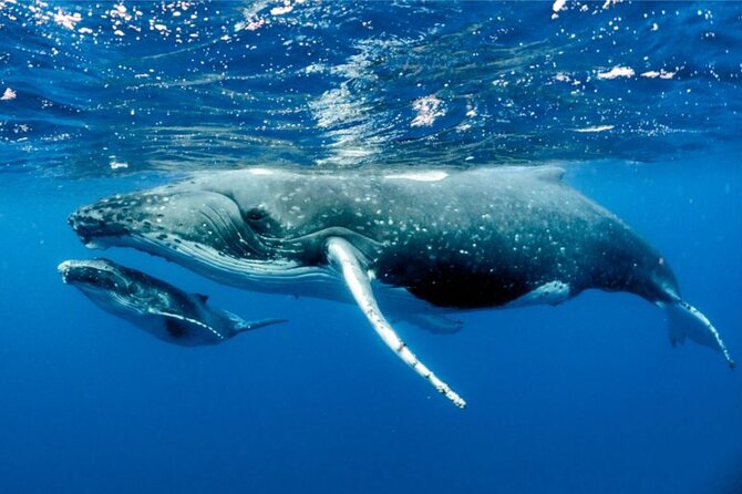 Whale watching in Moorea - The 8:30 a.m. start at Temae