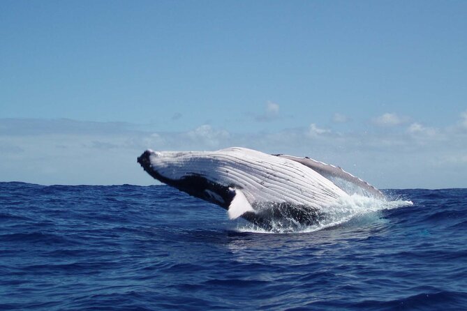 Whale watching in the calm of the peninsula with Tātahi tours - Key details of the whale-watching trip