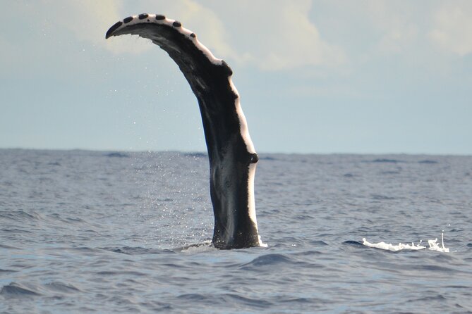 Whale watching in the calm of the peninsula with Tātahi tours - Why this part of Tahiti feels different