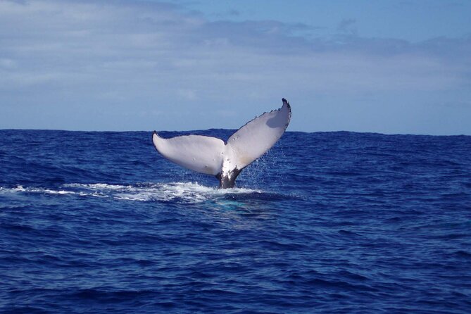Whale watching in the calm of the peninsula with Tātahi tours - Searching for whales in open water