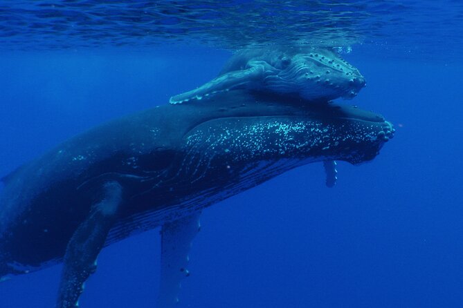 Whale watching in the calm of the peninsula with Tātahi tours - Entering the water after the safety briefing