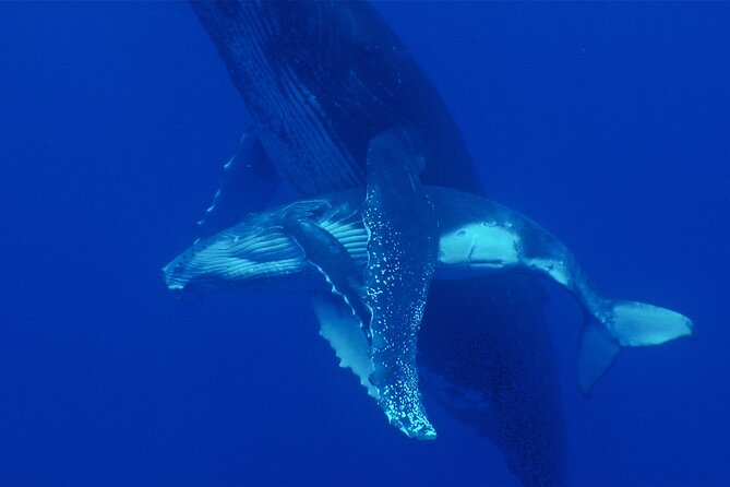 Whale watching in the calm of the peninsula with Tātahi tours - A small group makes a real difference