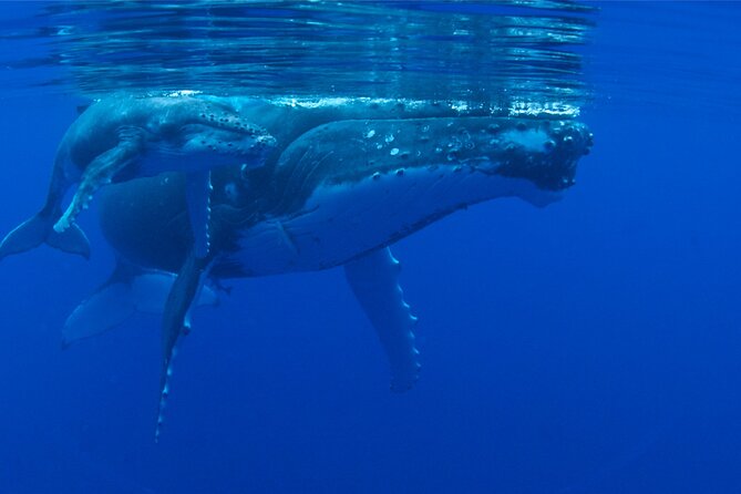 Whale watching in the calm of the peninsula with Tātahi tours - The route from Toahotu toward Teahupoo