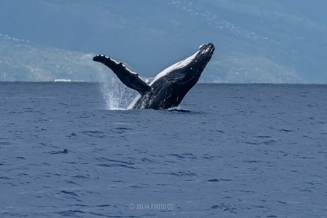 Whale Watching Moorea (non-swimming) - A guide who adds meaning to the sightings