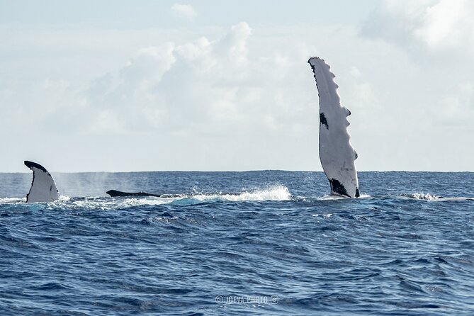 Whale Watching Moorea (non-swimming) - Four hours on a small boat: what that means
