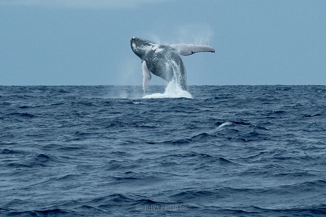 Whale Watching Moorea (non-swimming) - Price and value at $151.83 per person