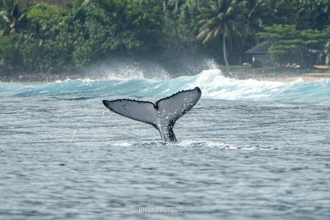 Whale Watching Moorea (non-swimming) - Who should book this Moorea whale tour?
