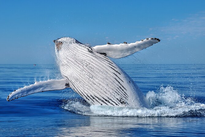 Whale Watching Moorea (non-swimming) - Watching humpback whales from the boat