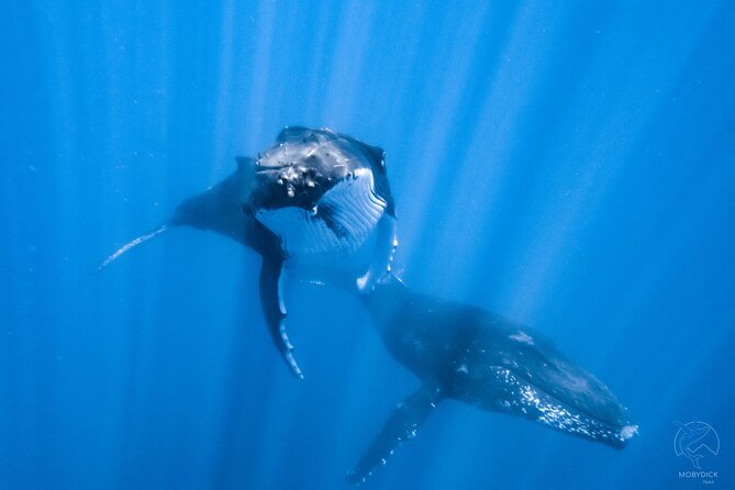 Whale watching on the preserved and quiet coast of Paea (Pk26) - Key Points Before You Book