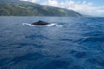 Whale watching on the preserved and quiet coast of Paea (Pk26)