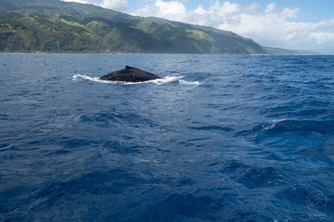 Whale watching on the preserved and quiet coast of Paea (Pk26) - Aboard the 28-Foot Stenella
