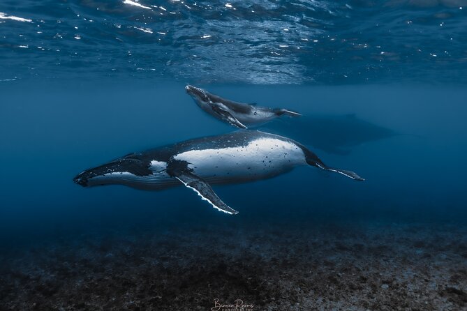Whale Watching Shared Half Day - Key points to know before booking