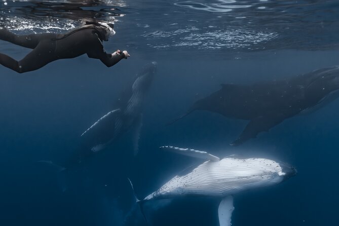 Whale Watching Shared Half Day - The emotional reward, and the limits