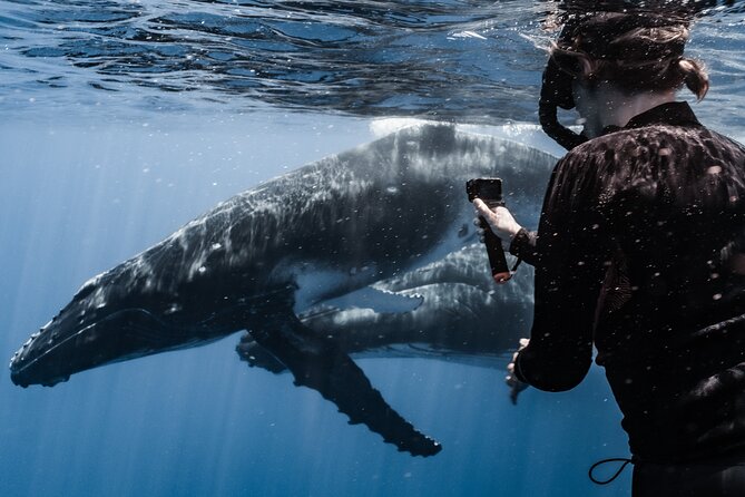 Whale Watching Shared Half Day - Who will enjoy this Moorea whale trip most?