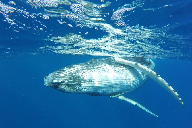 Whale Watching Tours in Bora Bora - What the Tohora whale tour is really about
