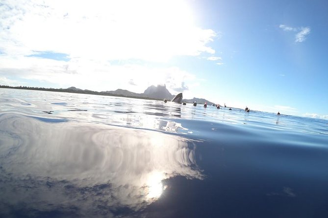 Whale Watching Tours in Bora Bora - Booking, weather, and cancellation details